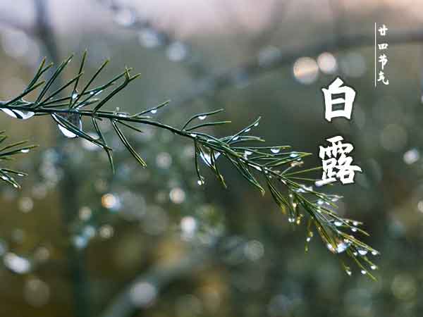 廿四节气白露