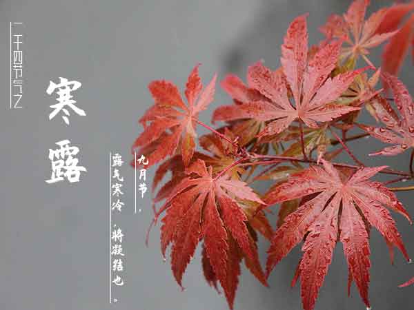 二十四节气之寒露