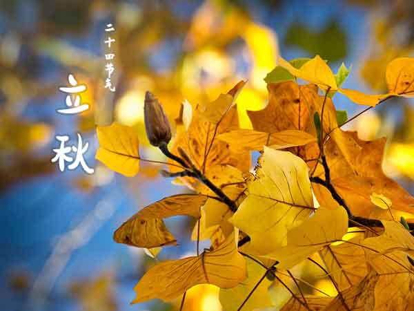 二十四节气之立秋