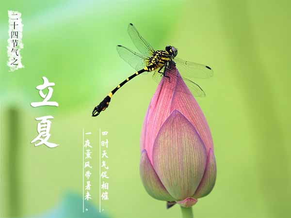 二十四节气之立夏