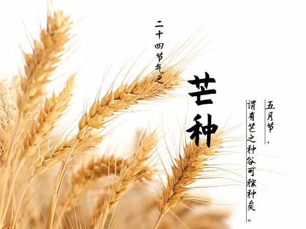 二十四节气之芒种