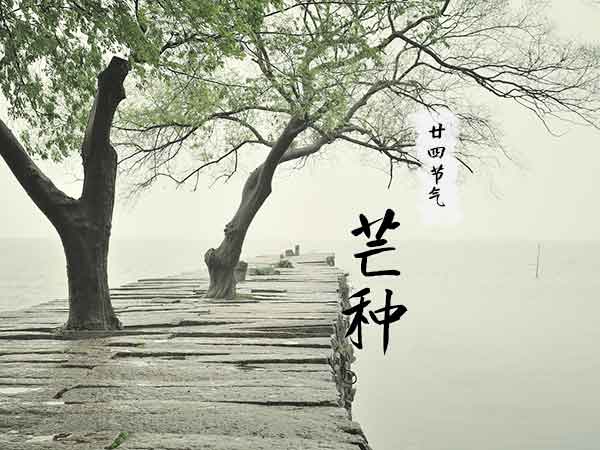 廿四节气芒种