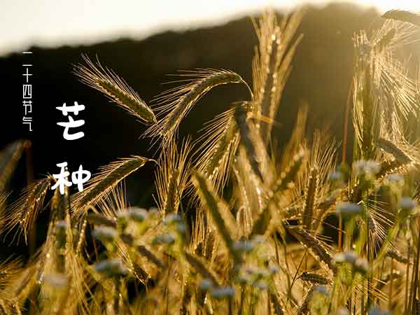 二十四节气之芒种