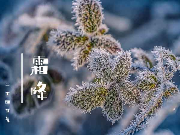 二十四节气之霜降