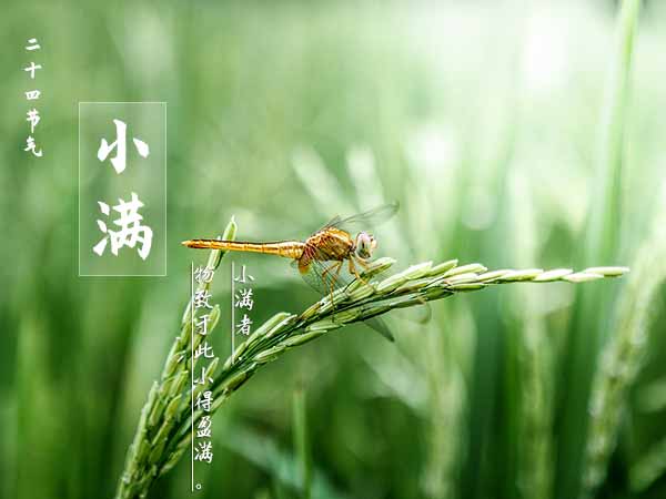 二十四节气之小满
