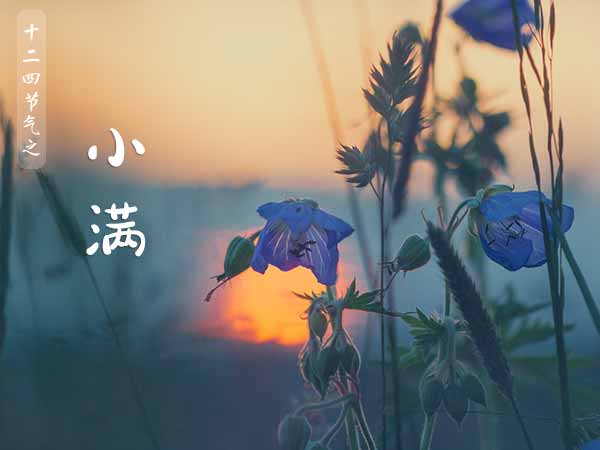 二十四节气之小满