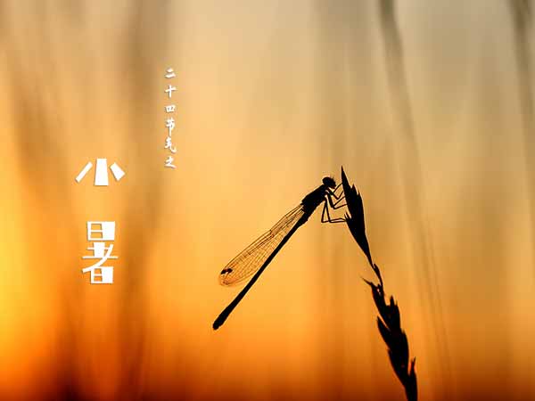 二十四节气之小暑